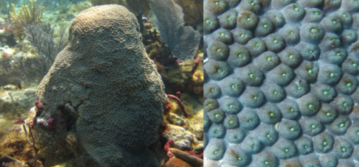 <p>Great Star Coral</p>