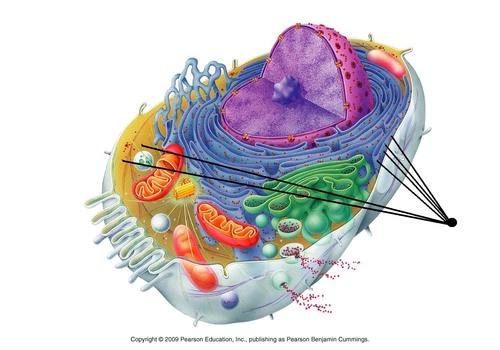 <p>Makes proteins</p>