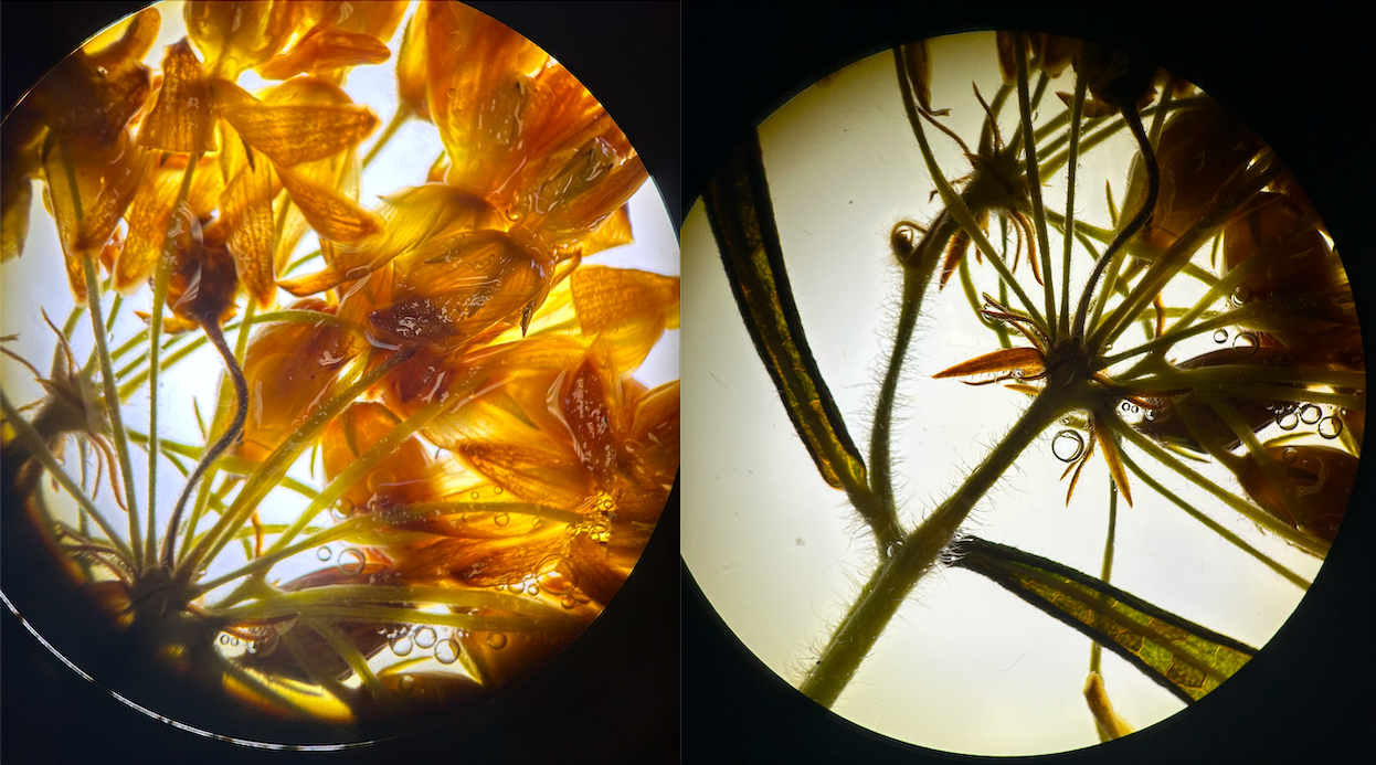 <p>Family? Genus?</p>