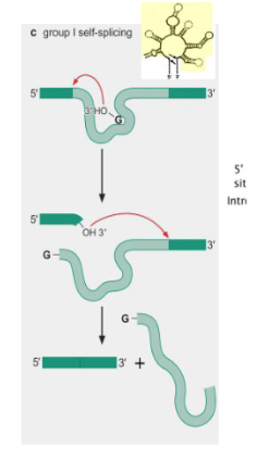 <p>introns that are able to splice themself without a spliceosome. Does not have a branch point A, does not release a lariat after splicing.</p>