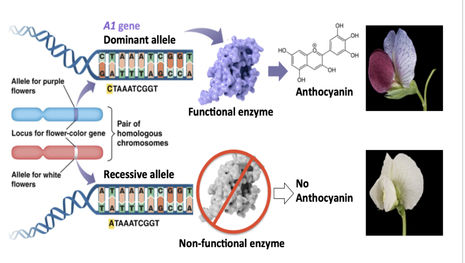 <p><span style="background-color: transparent; font-family: "Proxima Nova", sans-serif;"><span>0% functional protein produced</span></span></p>