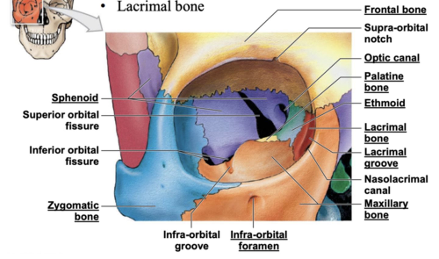 <p>Frontal bone</p><p>• Maxilla bone</p><p>• Lacrimal bone</p><p>Ethmoid bone</p><p>• Sphenoid bone</p><p>• Zygomatic bone</p>