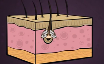 <p>Hair Follicle</p>