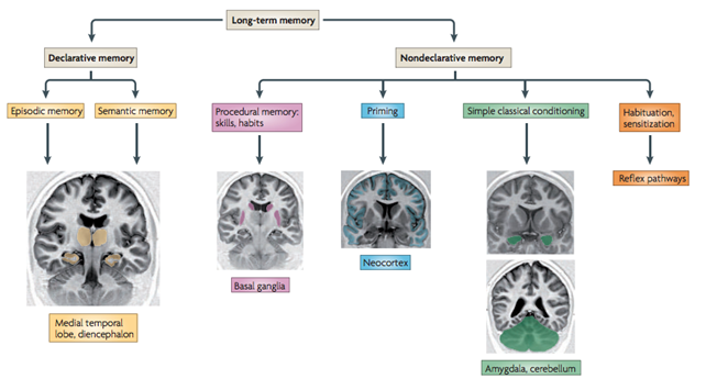 <ul><li><p><strong>Structural:</strong> How memory is organized.</p></li><li><p><strong>Functional:</strong> How processes operate and interact.</p></li></ul><p></p>