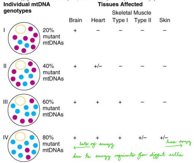 <p>These tissues require more energy = mitochondria are more necessary/involved in the cell.</p>