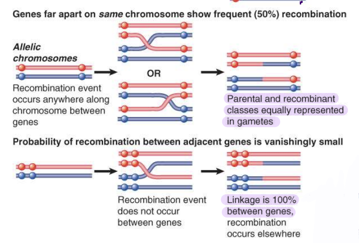 <p>genes may or may not segregate depending on their distance from one another</p><ul><li><p>50% recombination if genes are far apart</p></li><li><p>linkage is 100% between genes if they are close on the chromosomes</p><ul><li><p>recomb. elsewhere between other genes, just not with respect to genes under observation</p></li></ul></li></ul>