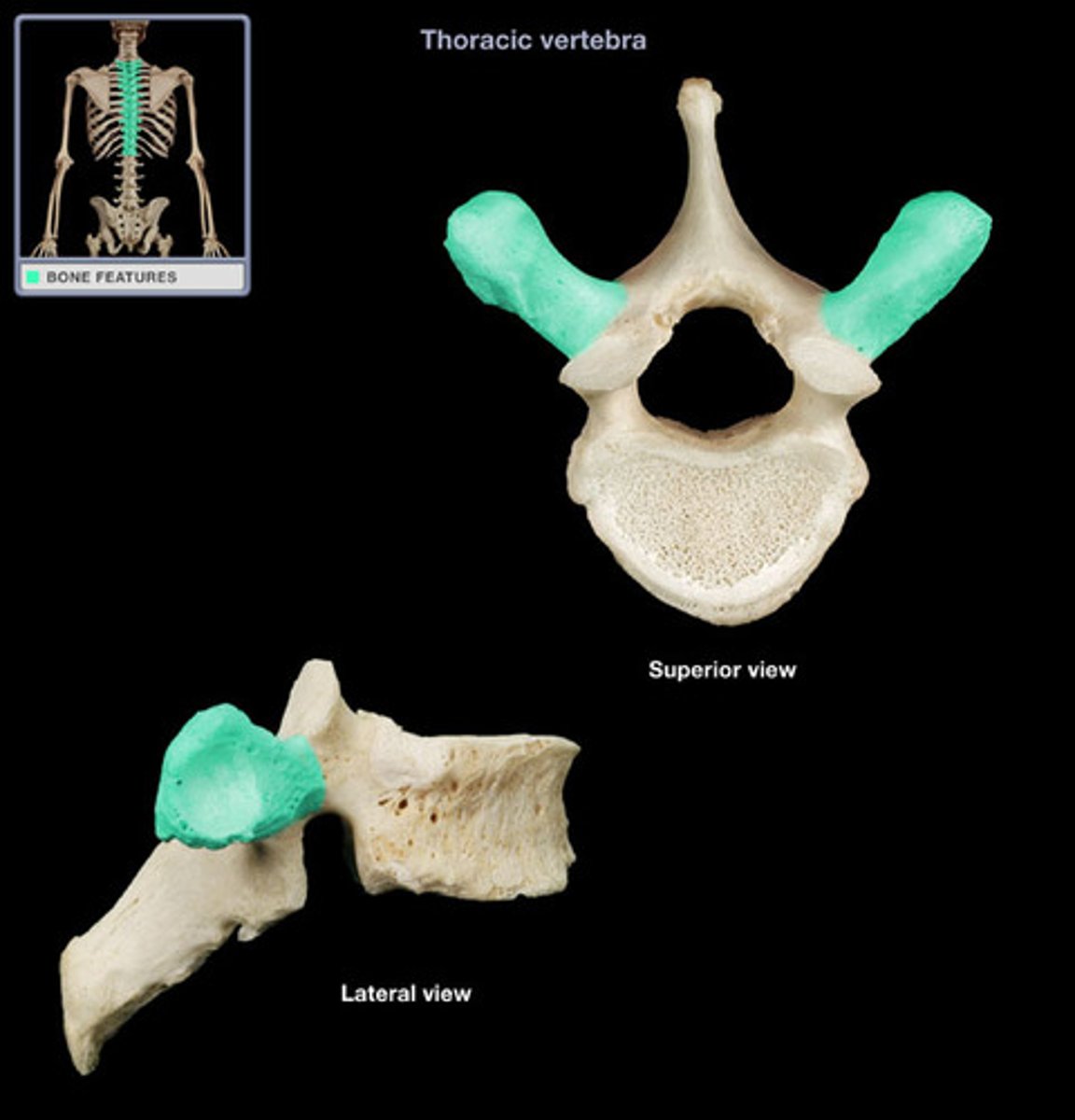 <p>lateral projections of the vertebra for muscle/ligament attachment</p>