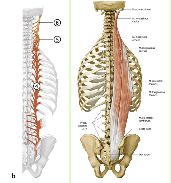 <p><span><span>Origo:<br></span></span><span data-name="black_small_square" data-type="emoji">▪</span><span><span> Thoracis: os sacrum, crista iliaca (dorsaal ¼), proc. spin. van L I-V, en proc. Trans. onderste Th wervels<br></span></span><span data-name="black_small_square" data-type="emoji">▪</span><span><span> Cervicis: proc. trans. van Th I-VI<br></span></span><span data-name="black_small_square" data-type="emoji">▪</span><span><span> Capitis: proc. trans. van Th I-III, proc. Trans. en proc. art. van C IV-VII</span></span></p><p><span><span><br>Insertie:<br></span></span><span data-name="black_small_square" data-type="emoji">▪</span><span><span> Thoracis: costa II-XII, proc. costarius van L I-V, proc.<br>transversi Th I-XII<br></span></span><span data-name="black_small_square" data-type="emoji">▪</span><span><span> Cervicis: proc. transversus C II-V<br></span></span><span data-name="black_small_square" data-type="emoji">▪</span><span><span> Capitis: Proc. mastoideus os occipitale</span></span></p><p></p><p><span><span> Functie:<br></span></span><span data-name="black_small_square" data-type="emoji">▪</span><span><span> Gehele spier bilateraal: Extensie wervelkolom<br></span></span><span data-name="black_small_square" data-type="emoji">▪</span><span><span> Gehele spier unilateraal: homolaterale lateroflexie<br></span></span><span data-name="black_small_square" data-type="emoji">▪</span><span><span> Longissimus capitis: Extensie hoofd, homolaterale<br>lateroflexie, homolaterale rotatie</span></span></p><p></p><p><span><span>Innervatie:<br></span></span><span data-name="black_small_square" data-type="emoji">▪</span><span><span> rr. dorsales spinale zenuwen</span></span></p><p><br></p>