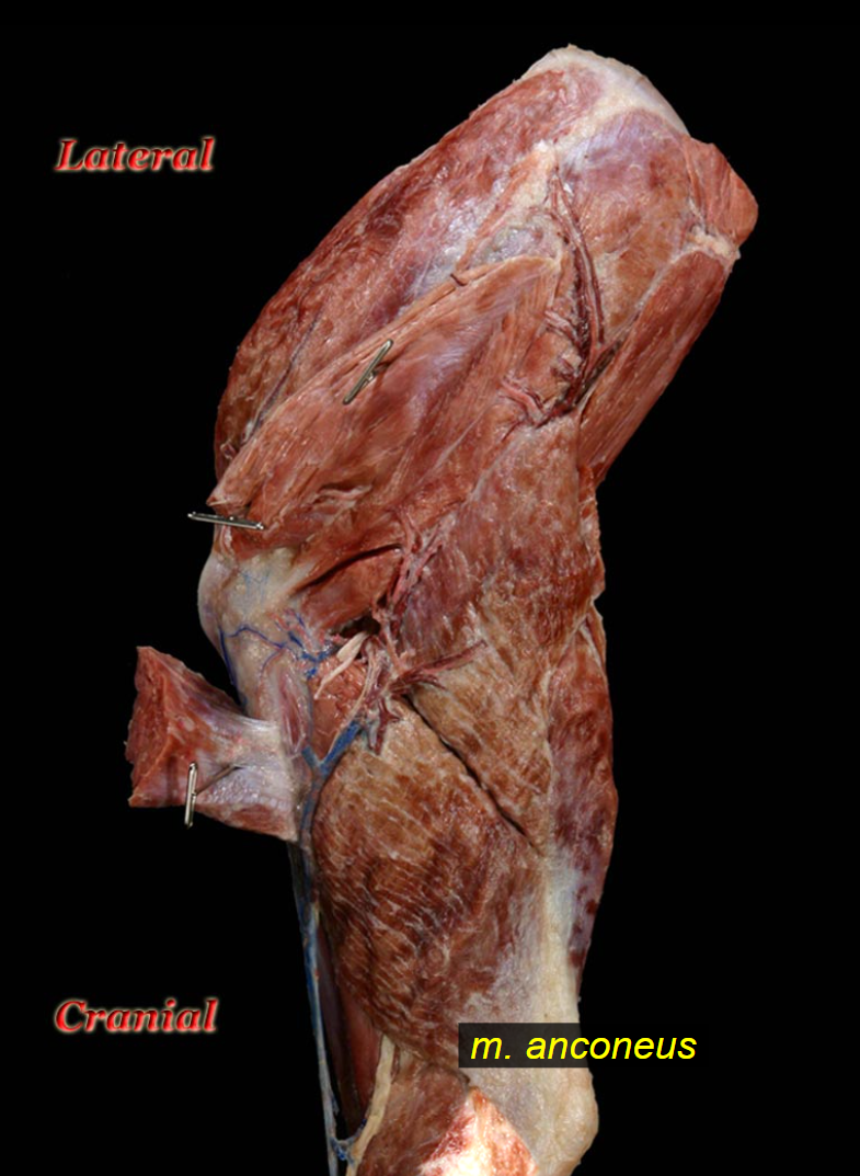 <p><strong>m. anconeus</strong> <em>(strong in su, not so strong in ru)</em></p>