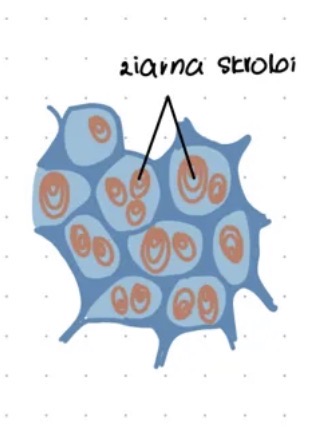 <ul><li><p>magazynuje substancje zapasowe </p></li></ul><p></p>