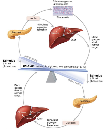 <p>→ Blood glucose ↓ = ↑ glucagon </p><p>→ Blood glucose ↑ = ↑ insulin</p>