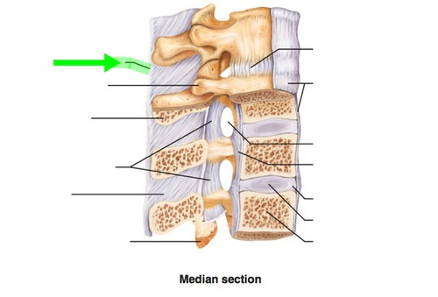 <p>- ligament running along the tips of adjacent spinous processes</p><p>- rope-like ligament along the vertebral column</p>