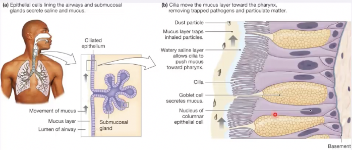 <p>sub mucosal glands </p>