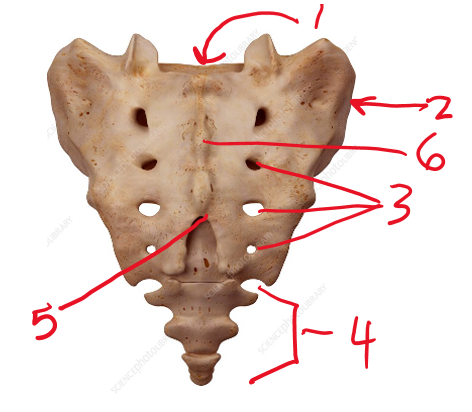 <p><span>Name this bone (upper)</span></p>