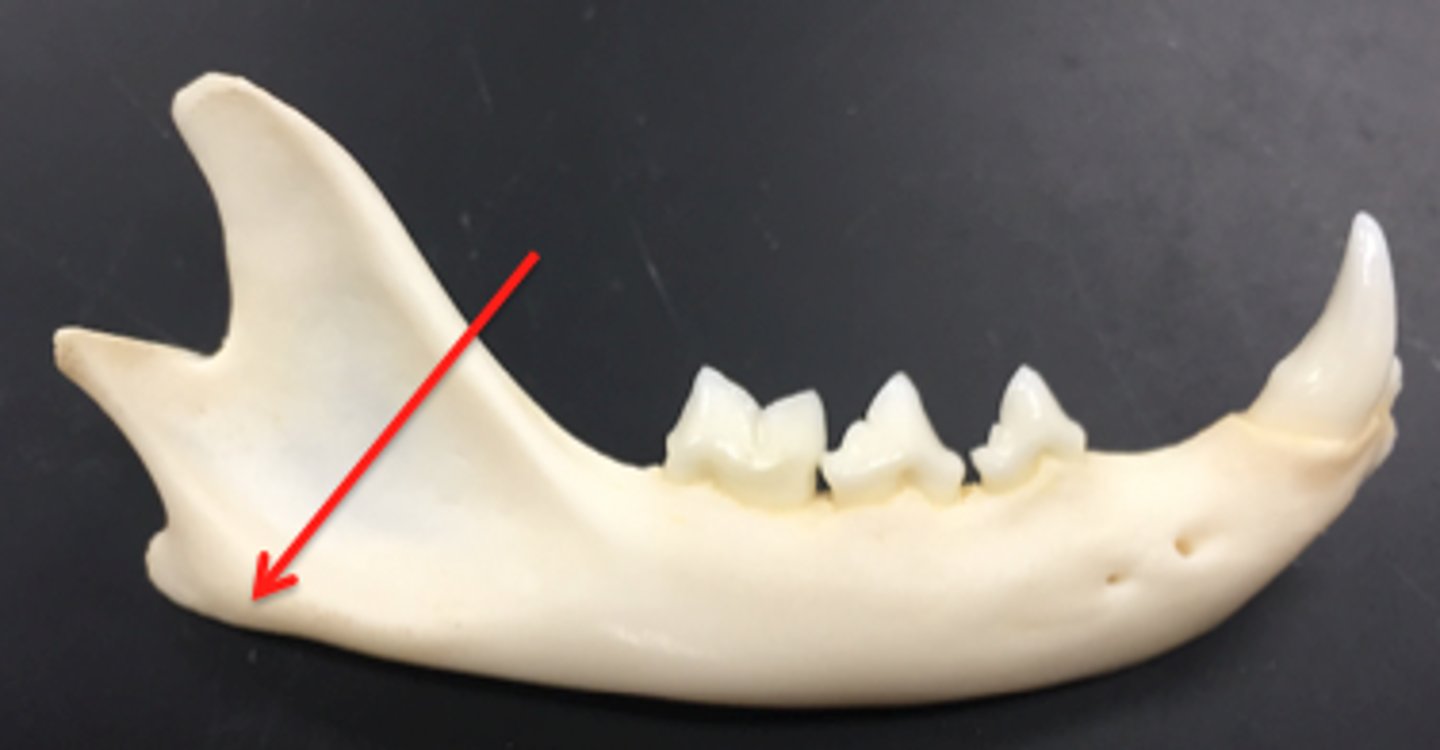 <p>coronoid process, condyloid process, and angular process (angular shown)</p>