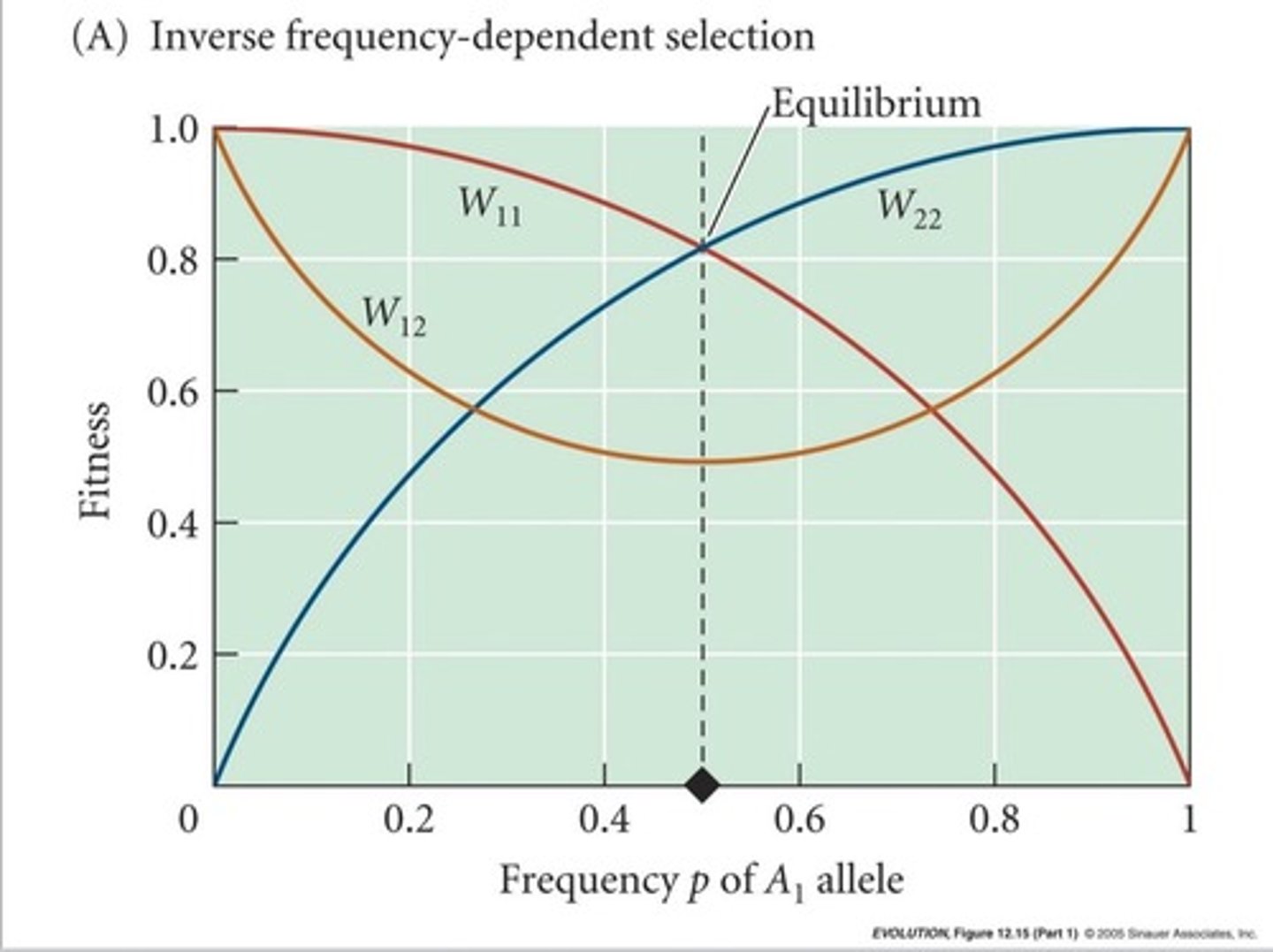<p>The rarer a phenotype, the greater its fitness (scale-eating cichlid)</p>