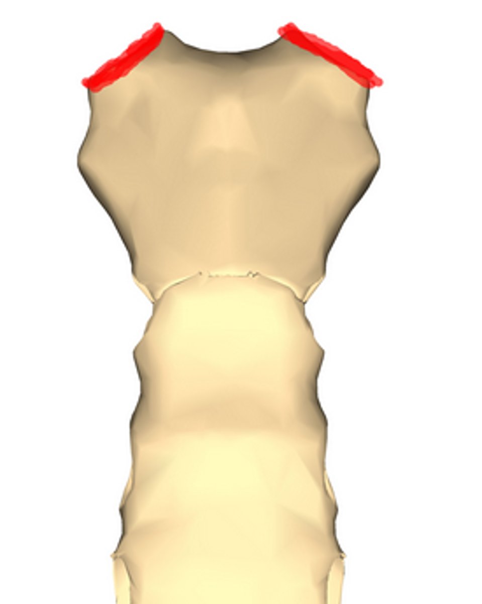 <p>Articulates with clavicles on the manubrium.</p>