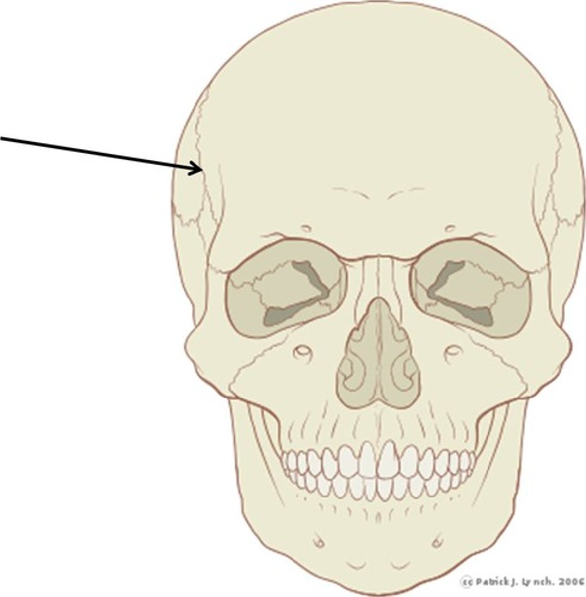 <p>Name this suture.</p>
