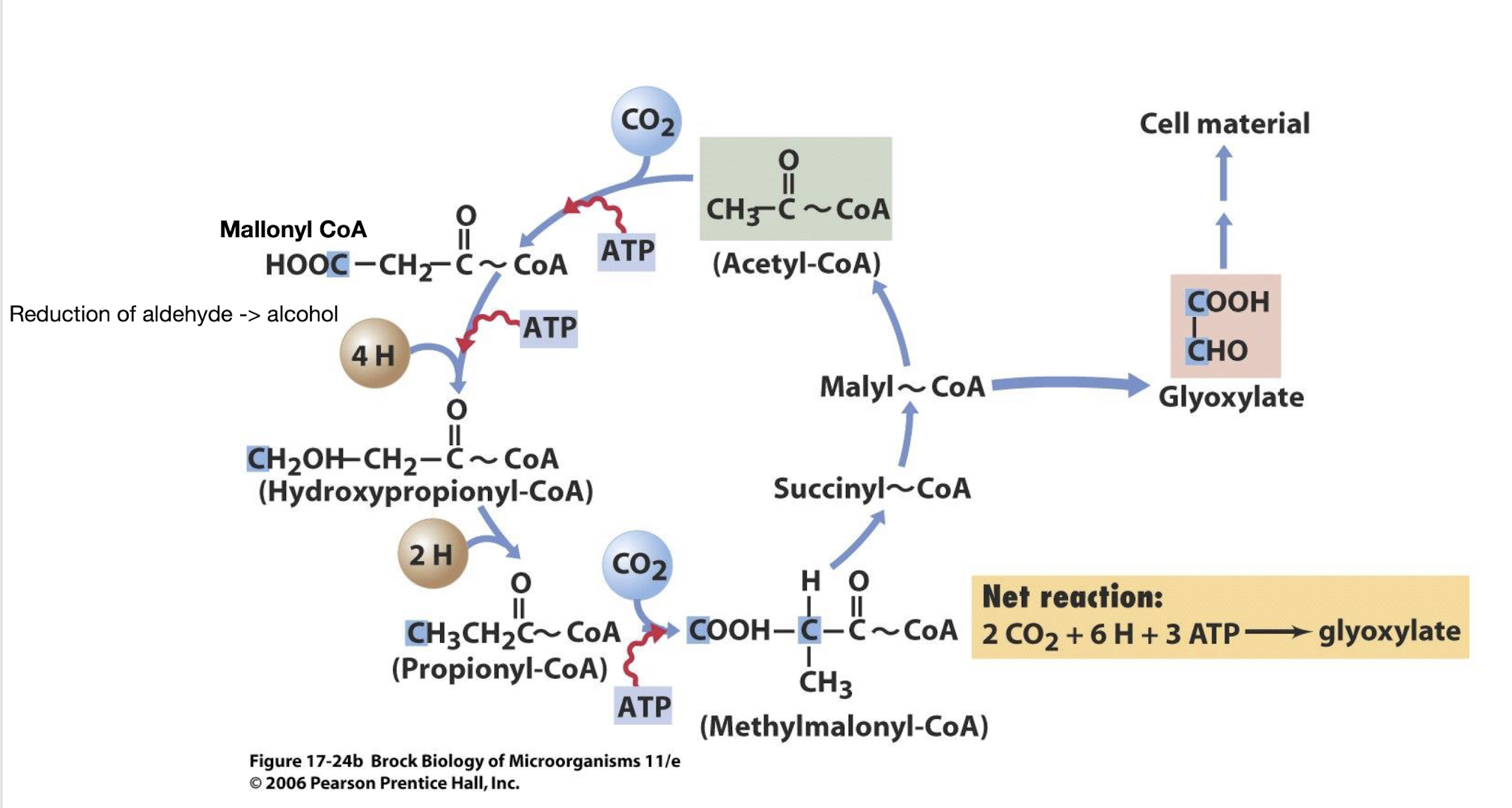 <p><strong>Chloroflexus, with</strong><span style="color: green;"><strong> 3-hydroxypropionate</strong></span><strong> as a key intermediate.</strong></p>