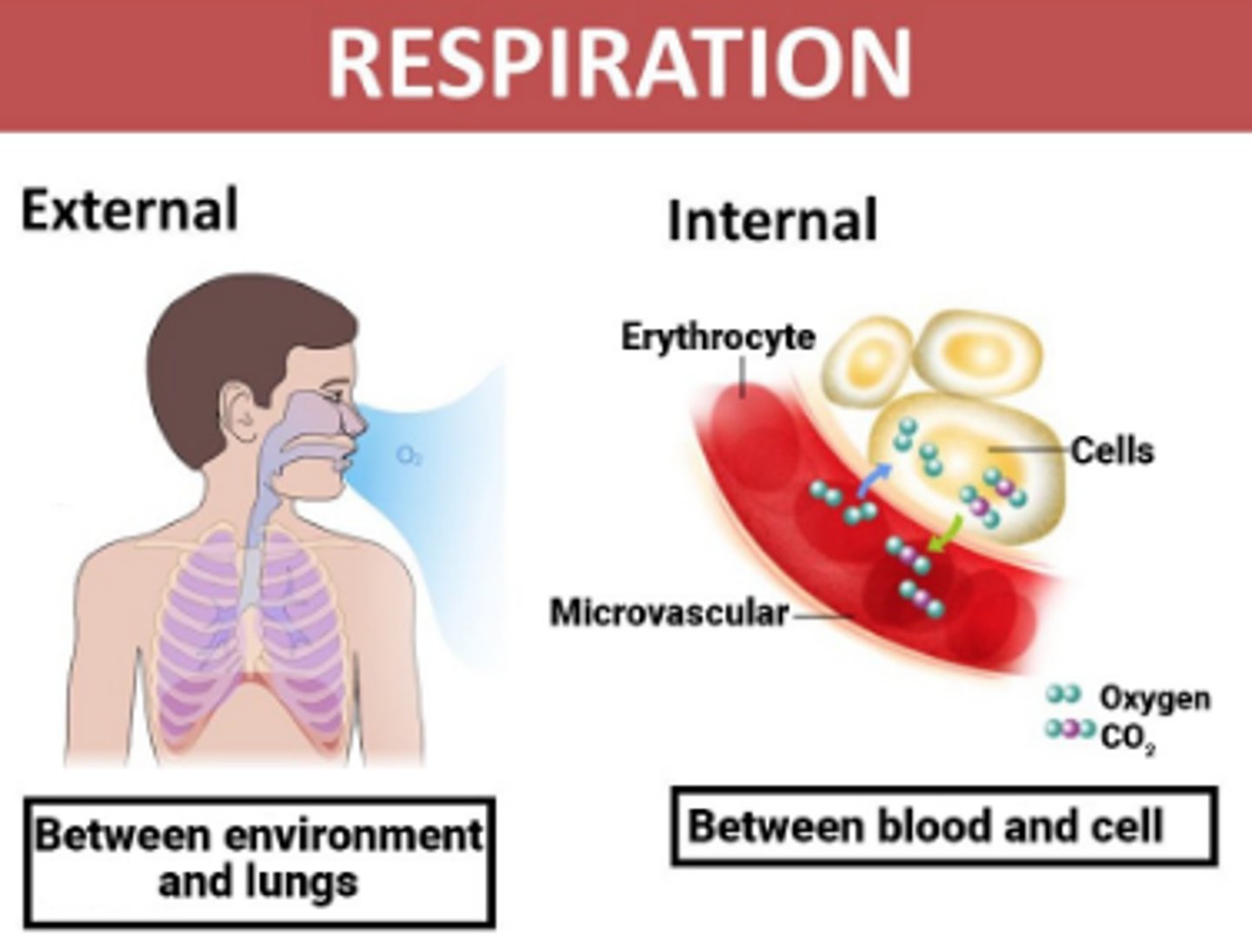 <p>External respiration is the exchange of gases between the lungs and the blood. It occurs in the lungs.</p>
