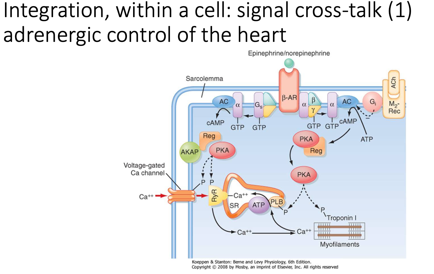 <p>Heart contractions have APs → allows Ca<sup>2+</sup> to enter cell from SR (drives contractions)</p><p>In <strong>sympathetic stimulation</strong>, heart depolarises quicker:</p><ul><li><p>stimulation of adrenergic receptors → <strong>generates cAMP</strong> (acts on PKA and EPAC2) → intersects Ca<sup>2+</sup> pathways (by upregulating Ca<sup>2+</sup> channel and uptake of Ca<sup>2+</sup> into SR) → <strong>increases rate and force of contractions</strong></p></li></ul><p></p>
