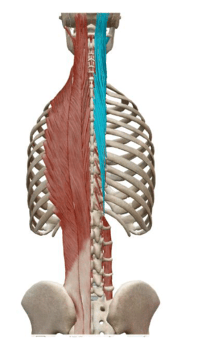 <p>Capitis: TP of C7 and T1-T7 and AP of C4-C6</p><p>Cervicis: TP of T1-T6</p><p>Thoracis: TP of T6-T10</p>