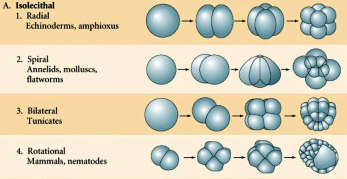 <ul><li><p>When the cleavage furrow cuts the egg into two equal cells.</p></li><li><p>It may be radially symmetrical, bilaterally, symmetrical, spirally symmetrical or irregular.</p><ul><li><p>Occurs on isolecithal eggs</p></li></ul></li></ul>