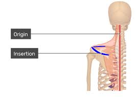 <p>Name? Origin? Insertion?</p>