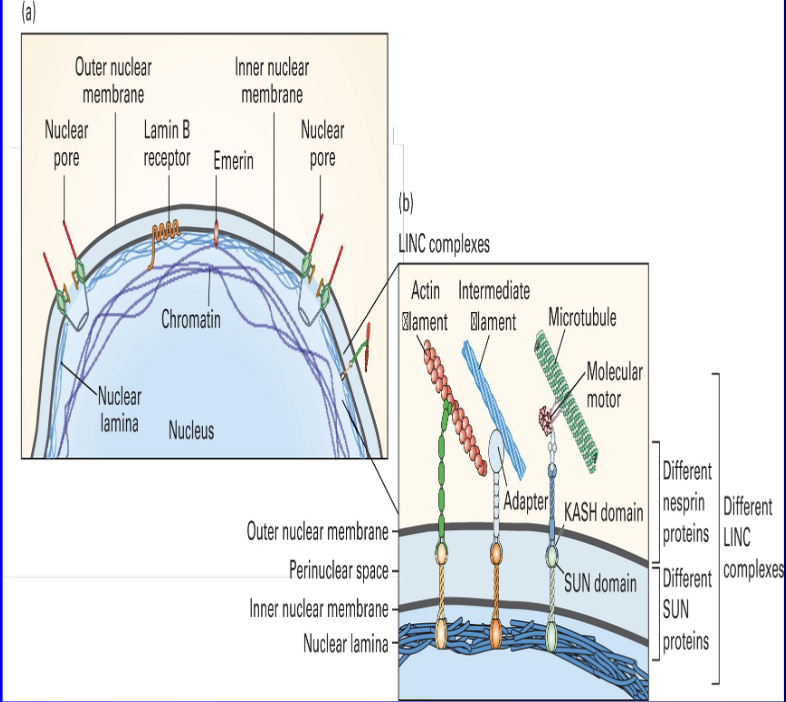 <ul><li><p>includes <span><span>Lamin A, B and C </span></span></p><ul><li><p><span><span>Lamin B Phosphorylation by MPF is required for nuclear dissolution</span></span></p></li></ul></li><li><p><span>Maturation (promoting factor - MPF)</span></p></li></ul><p class="p1"><span>ex: frogs</span></p><ul><li><p><span>Mitosis (Phase Factor - MPF)</span></p><ul><li><p><span>Cyclin B ( one of the mitotic cyclins) and its CDK - it takes 2</span></p></li></ul></li></ul><p></p>