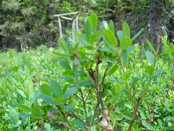 <p><span><em>Vaccinium uliginosum</em></span></p>