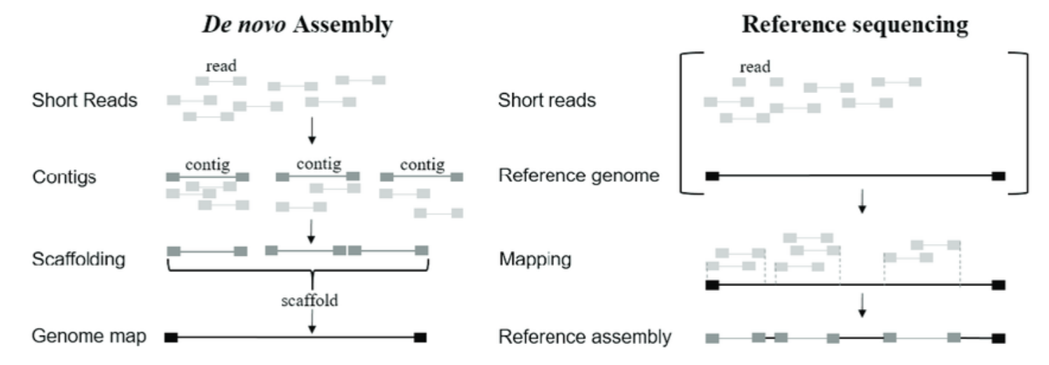 <ul><li><p>Alignment and merging of reads to determine their original order and form a continuous representation of chromosomes.</p><ul><li><p><u>De novo assembly</u>: assemble from scratch without reference.</p></li><li><p><u>Reference-based assembly</u>: map reads directly to an already assembled reference sequence.</p></li></ul></li></ul><p></p>