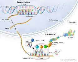 <ul><li><p><strong><span>Initiation</span></strong><span> : in this stage, the ribosome gets together with the mRNA and the first tRNA so translation can begin.</span></p></li></ul><ul><li><p><span>Transcription begins with the binding of RNA polymerase to a specific region in the DNA</span></p></li><li><p><span>The DNA double helix unwinds&nbsp;</span></p></li><li><p><span>RNA polymerase then starts synthesizing a complementary RNA strand using on of the DNA strands as a template&nbsp;</span></p></li><li><p><span>Polymerase is a special kind of enzyme that helps build long chains of molecules</span></p></li></ul><ul><li><p><strong><span>Elongation</span></strong><span> : in this stage, amino acids are brought to the ribosome by tRNAs and linked together to form a chain.</span></p></li></ul><p><strong><span>Termination</span></strong><span> :in the last stage, the finished polypeptide is released to go and do its job in the cell</span></p>