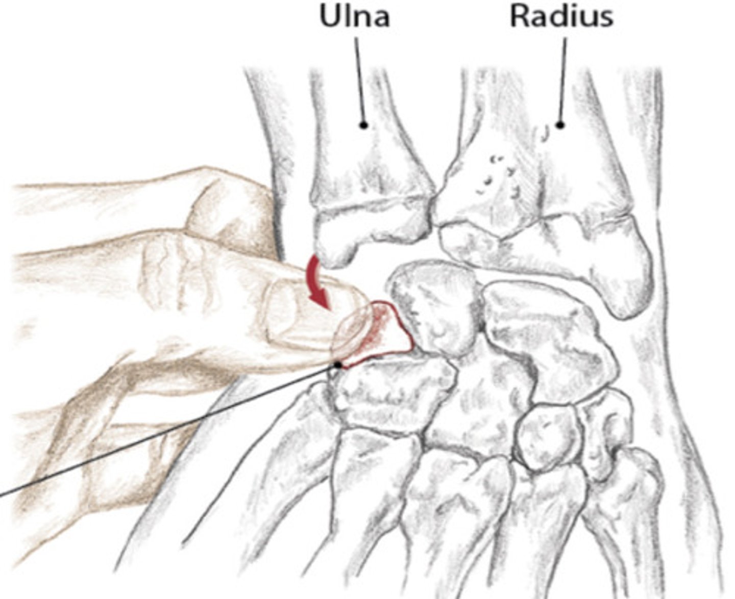 <p>Distal to styloid process of ulnar; best to palpated when wrist is radially deviated</p>