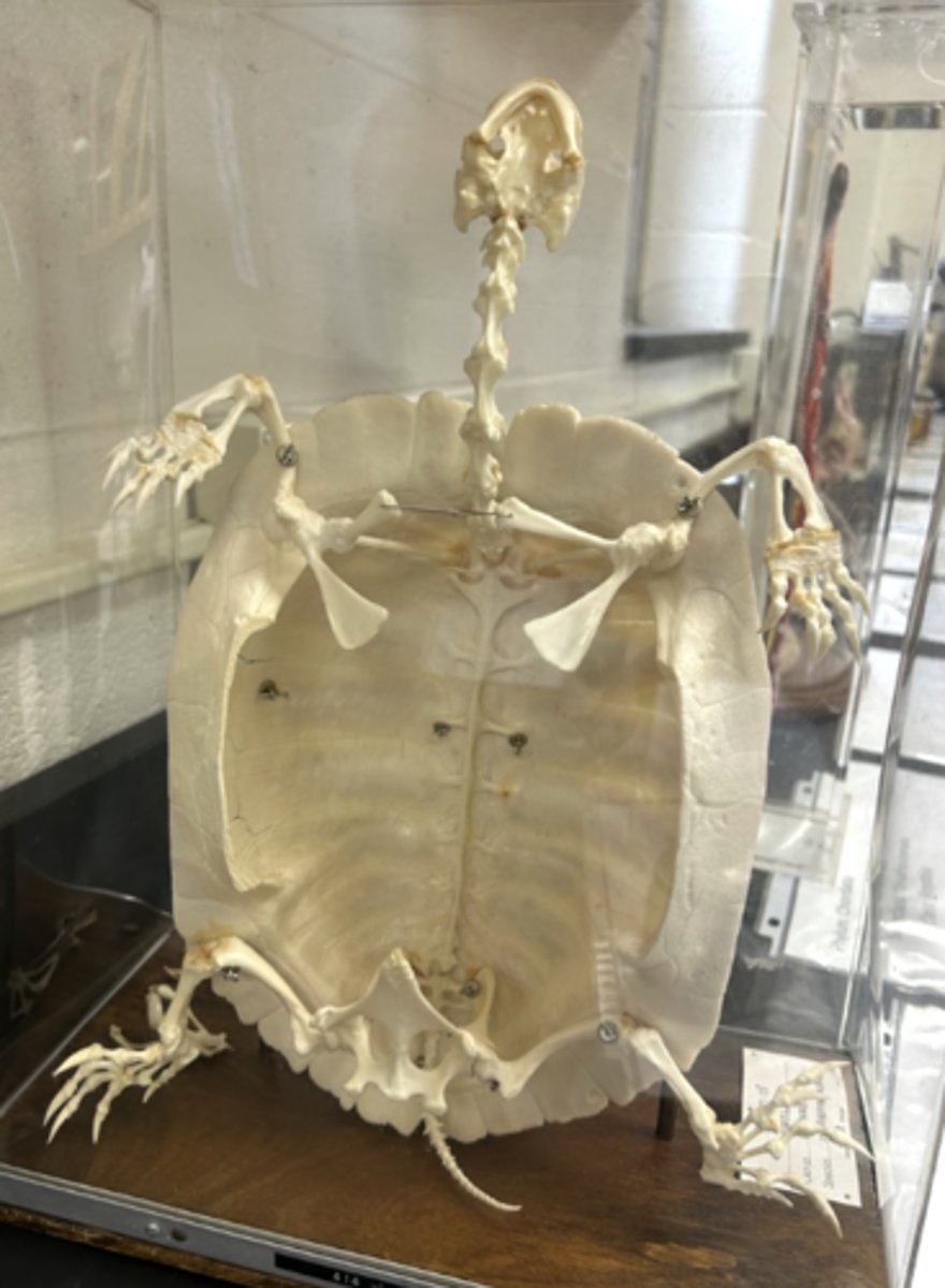 <p>What turtle does this skeleton belong to?</p>