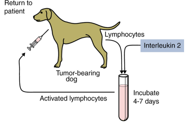 <ul><li><p>Lymphokine-activated killer (LAK) - mostly NK cells: Produced by incubating blood lymphocytes in the presence of IL-2 for 4 to 7 days.</p></li><li><p>Tumor-infiltrating lymphocytes (TILs): CTLs and NK cells</p></li></ul><p></p>