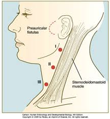 <p>lateral aspect of the neck</p><p>along the anterior border of the sternocleidomastoid muscle</p>