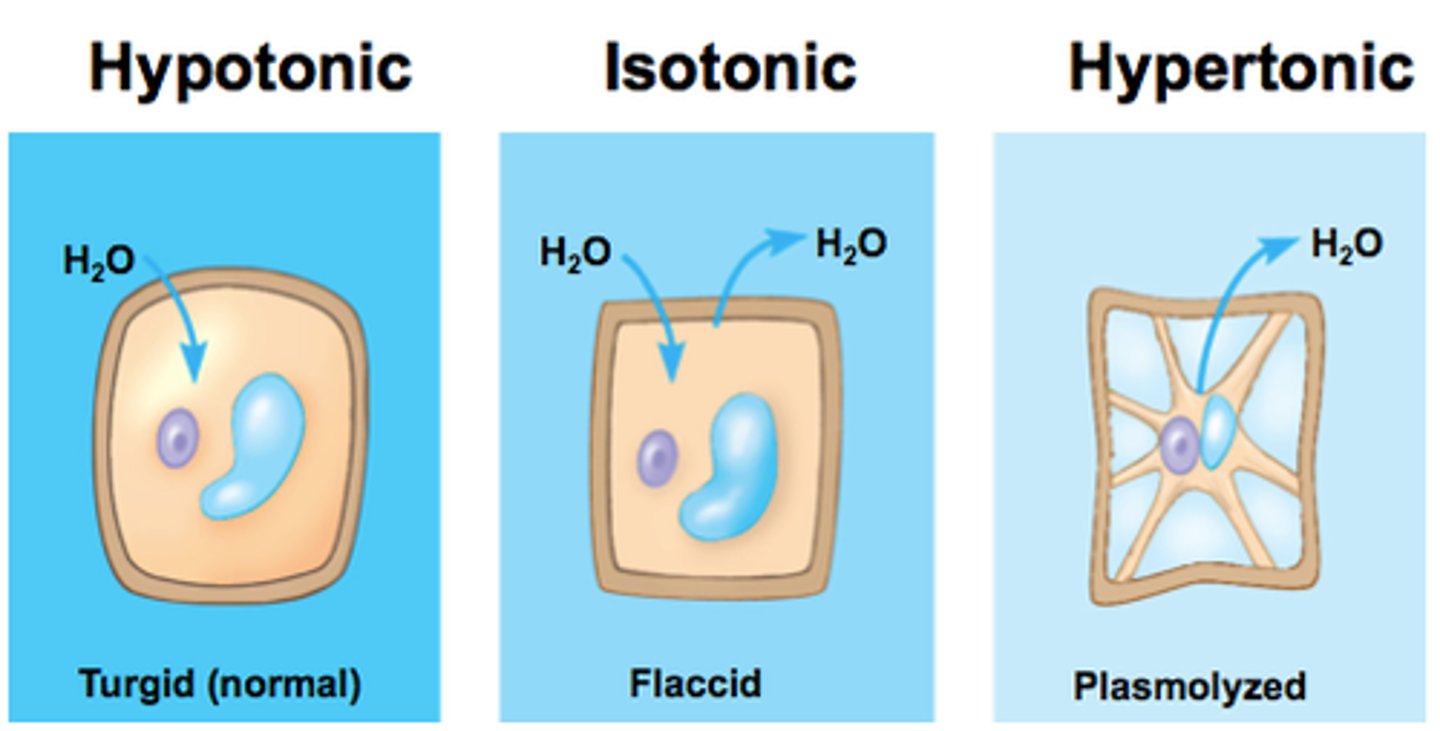 <p>cells placed in a dilute solution take up water by osmosis. The turgor pressure increases and the cells becomes turgid.</p>