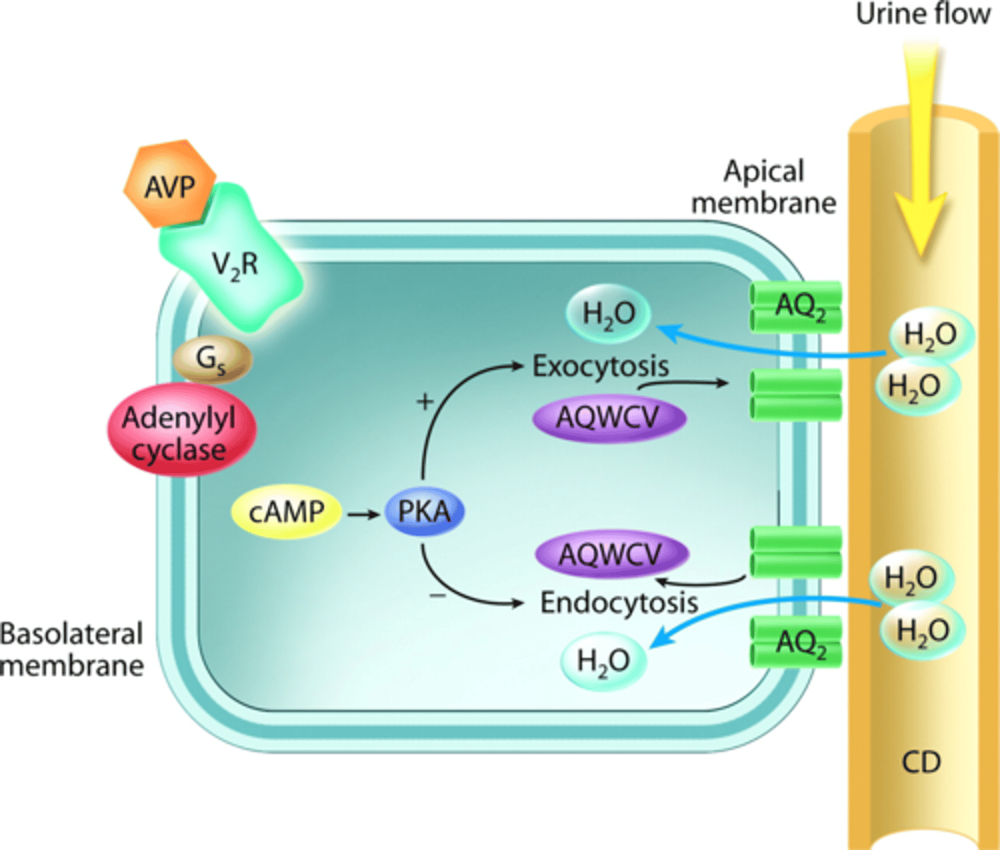 <p>AVP binding to its receptor causes secondary signaling to allow storage vesicles to fuse with the membrane</p>