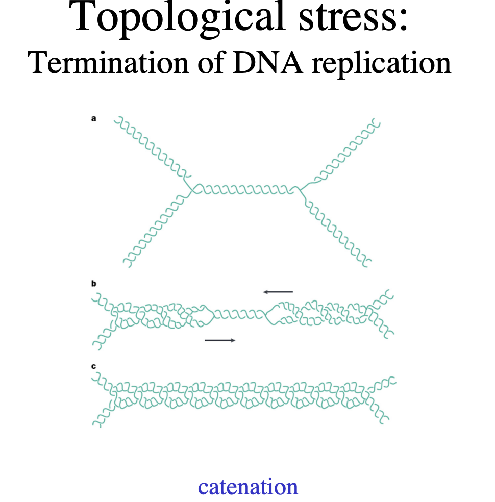 <ul><li><p>Catenation</p></li></ul><p></p>