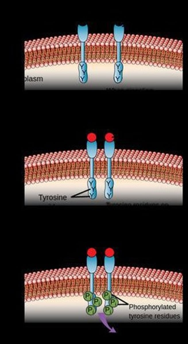 <p>Membrane-bound receptors that detect extracellular signals and convert them into intracellular phosphorylation events.</p>
