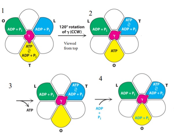 <p>T=tight, L=loose, O=open</p><p>1: T makes ATP but does not release</p><p>2: after rotation T  becomes O</p><p>3: it now releases ATP</p><p>4: ADP and Pi can enter</p><p>5: L state traps substrates for next turn</p><p></p>