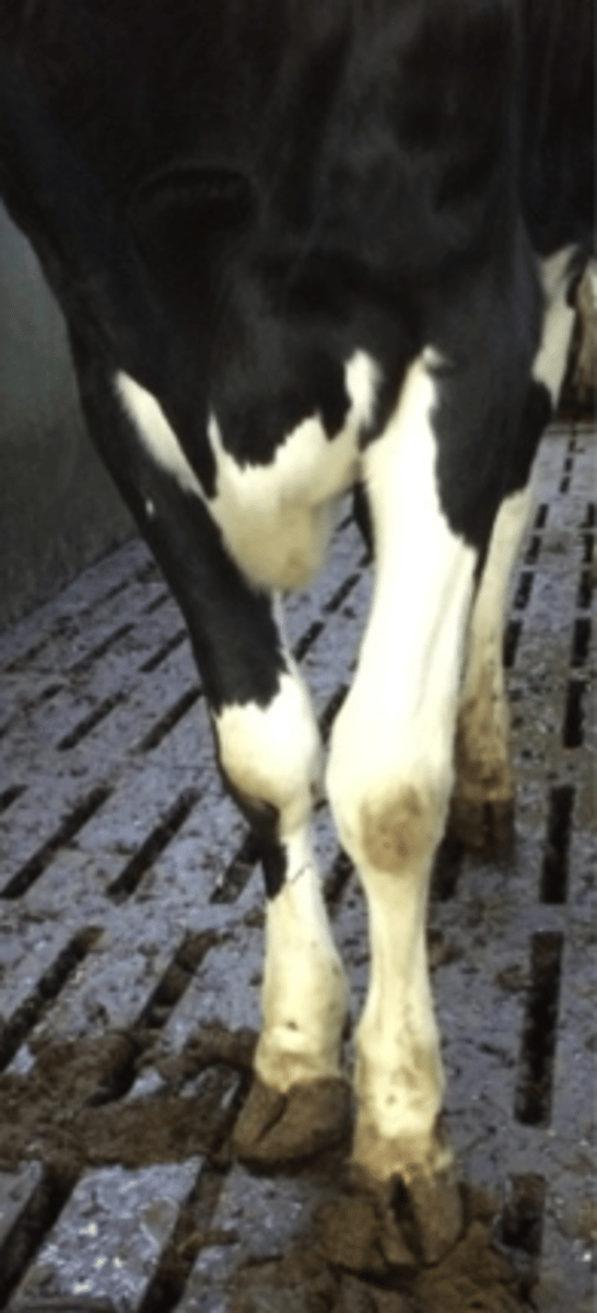 <p>Hvad beskriver bedst benstilling og klovform hos dette dyr?</p><p>- Carpus varus, udadroteret, sakseklove, symmetriske klove</p><p>- Carpus valgus, udadroteret, sakseklove, asymmetriske klove</p><p>- Carpus varus, udadroteret, proptrækkerklove, asymmetriske klove</p><p>- Carpus valgus, udadroteret, proptrækkerklove, symmetriske klove</p>