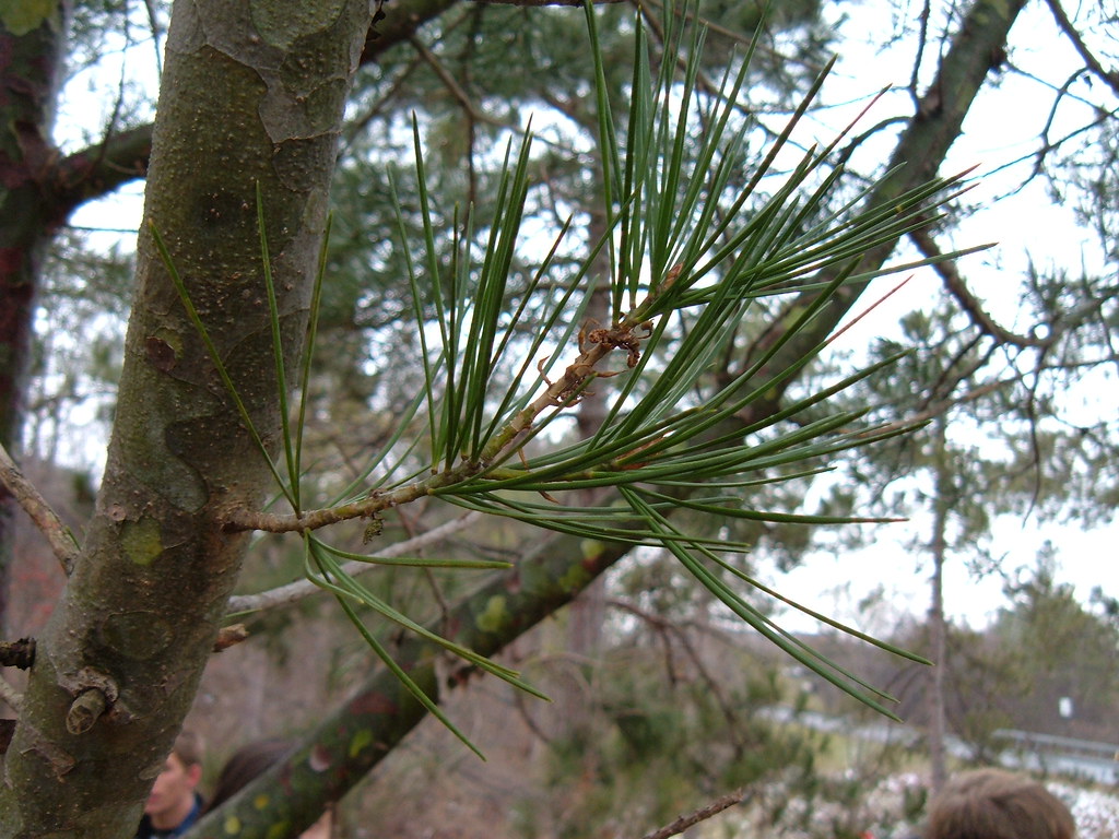 <p>Hard pine, 3 needles per group, fairly short and rigid needles, typically branches low and has multiple trunks with sparse needles, pointed orange terminal buds, small cones with thick scales, exfoliating bark that looks like camouflage&nbsp;</p>