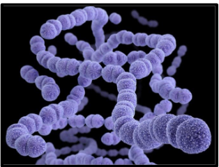 <p>gram (+) diplococcus</p>