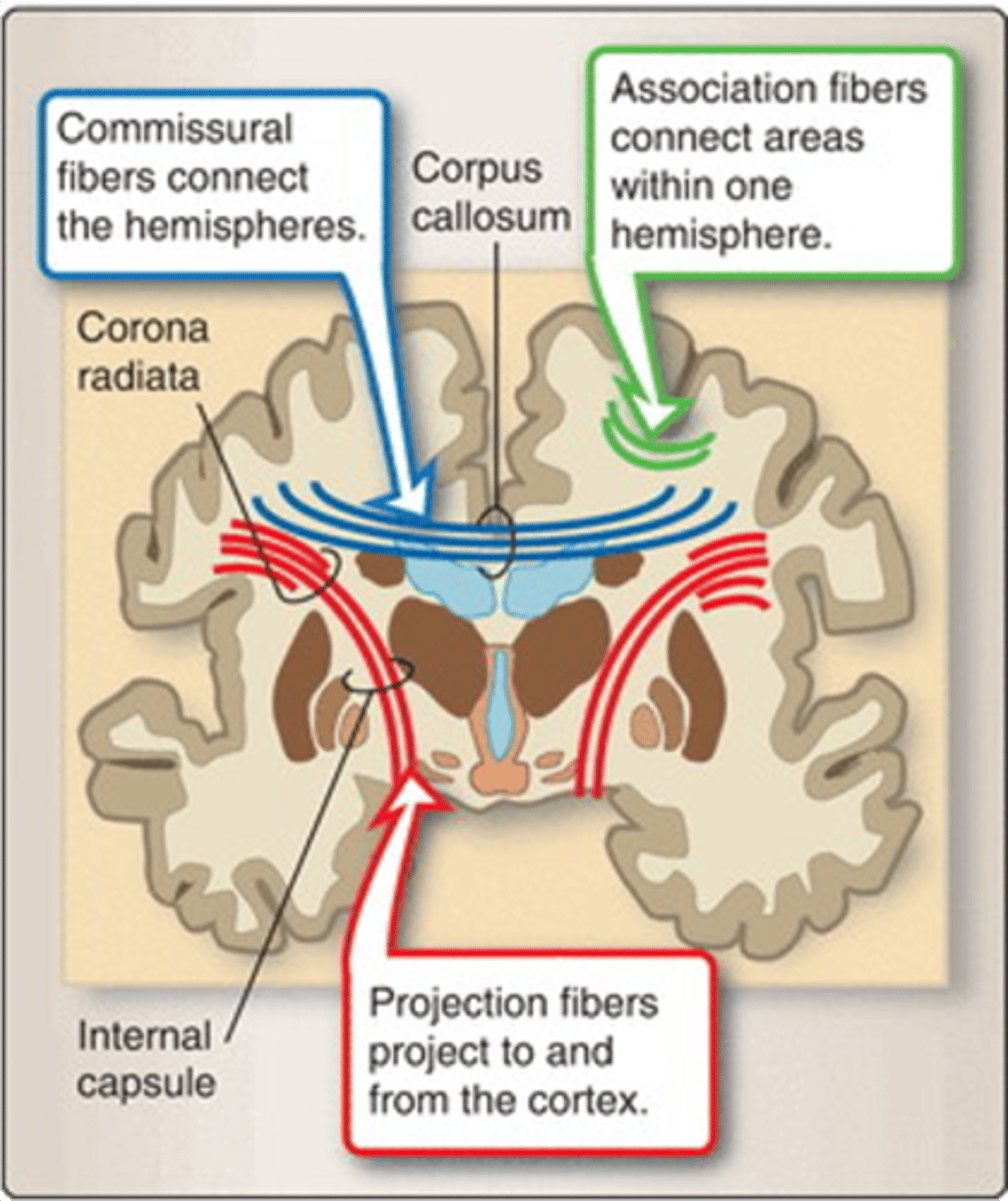 <p>projection fibers</p>