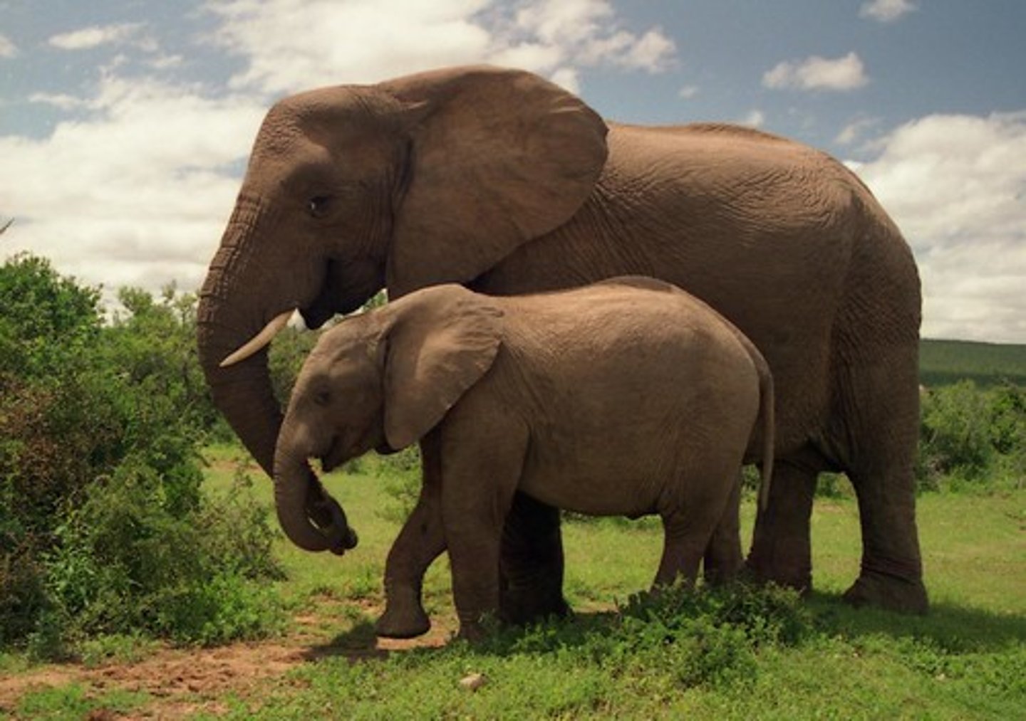 <p>Species that usually concentrate their reproductive investment in a small number of offspring, thus increasing their survival rate and adapting them for living in long-term climax communities.</p>