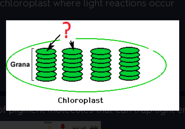 <p>part of chloroplast where light reactions occur</p>