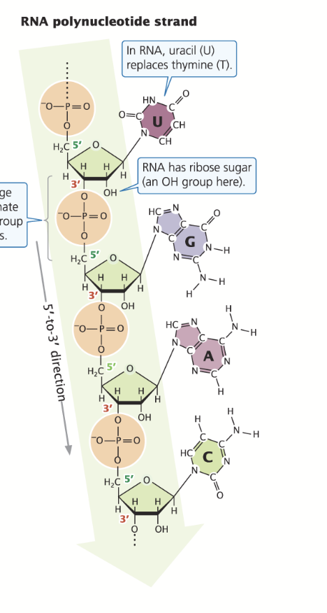 <p>Consists of one strands; phosphodiester bond between the oxygen at the 3’ end and the phosphate at the 5’ end.</p><p><strong>Sugar:</strong> RIbose</p><p><strong>Bases:</strong> A, U, C, G</p><p><strong>5’ end: </strong>Triphosphate</p><p><strong>Size:</strong> Smaller</p><p><strong>Strands:</strong> Single</p>