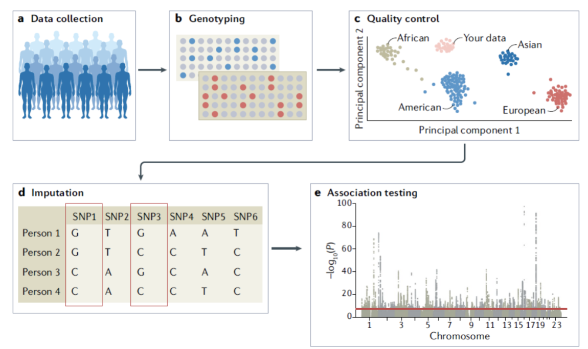 <ul><li><p>A simple statistical test, such as chi-square.</p><ul><li><p>Case control analysis.</p></li><li><p>Without confounding factors.</p></li></ul></li><li><p>Linear regression models.</p><ul><li><p>If the phenotype is continuous (such as height, blood pressure, or body mass index).</p></li></ul></li><li><p>Logistic regression models.</p><ul><li><p>If the phenotype is binary (such as the presence or absence of disease).</p></li></ul></li><li><p>Linear mixed models.</p><ul><li><p>Can account for genetic relatedness among individuals.</p></li></ul></li></ul><p></p>