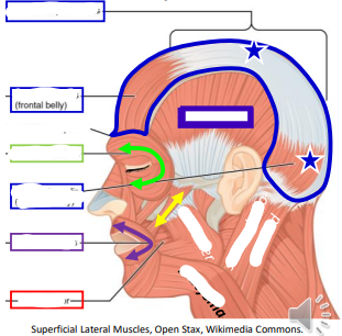 <p>Label the facial muscles </p>